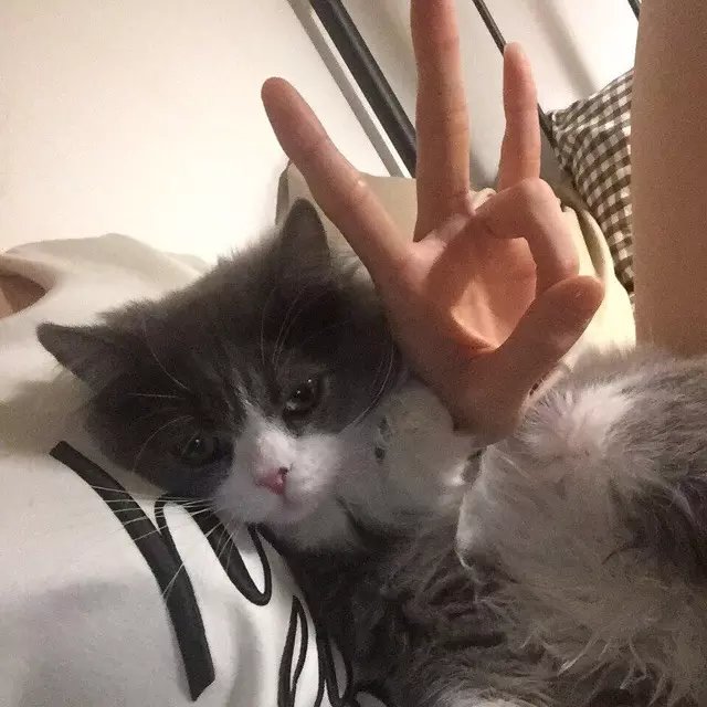 庄河奇阳